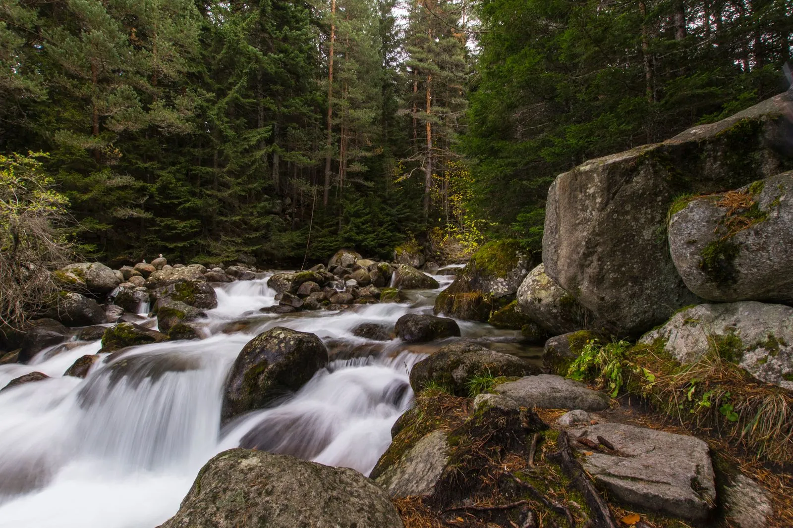 Forest stream flowing over rocks in the Pirin Mountains near Bansko. Photo by Plamen Stavrev.